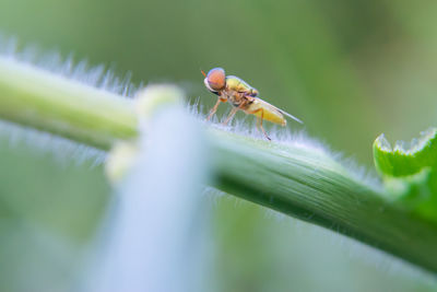 Close-up of insect on plant