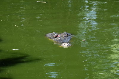 High angle view of an animal swimming in lake