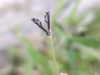 Close-up of snow on plant platyptilia is a genus of moths in the family pterophoridae 