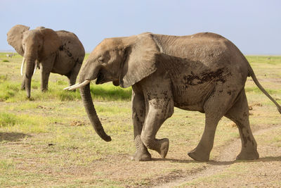 Elephants in amboseli national park, kenya