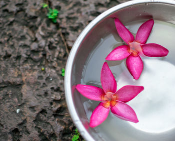 High angle view of pink flowering plant