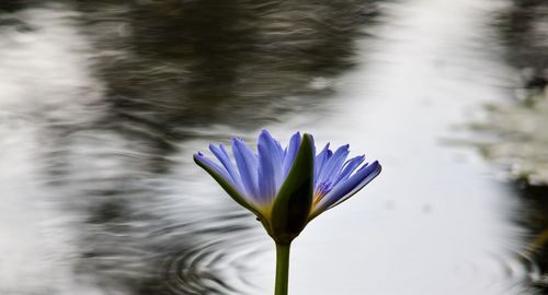 Close-up of lotus water lily