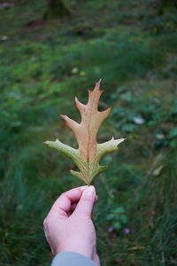 Close-up of hand holding plant