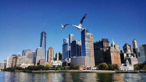 Low angle view of birds flying over lake