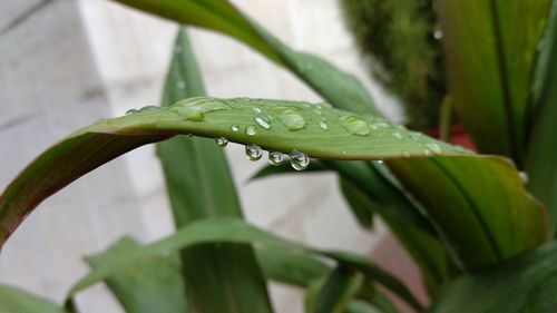 Close-up of wet plant