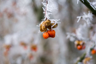 Close-up of frozen berries on tree