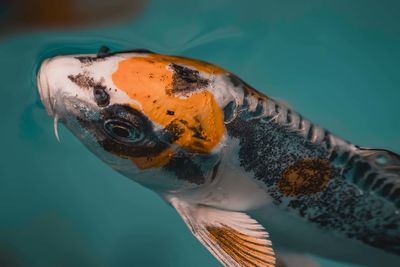 Close-up of fish swimming in sea