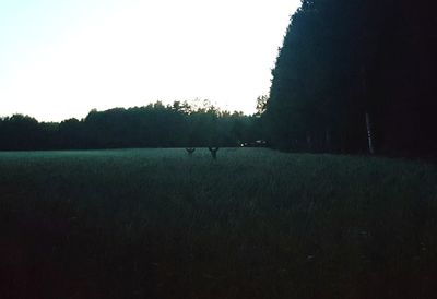 Scenic view of field against clear sky