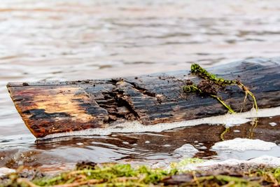 Close-up of lizard on log