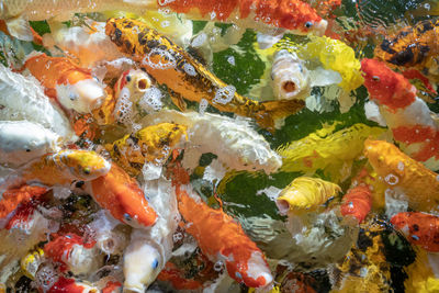 Close-up of fish swimming in sea