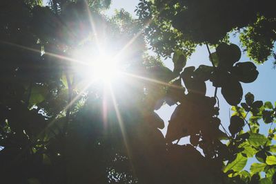 Sun shining through trees