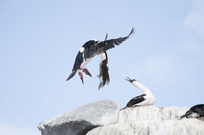 Low angle view of bird flying against clear sky