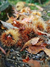 Close-up of spiked plant