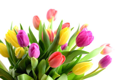 Close-up of tulips on white background