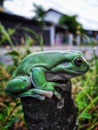 Close-up of a frog