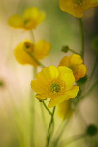 Close-up of yellow flowering plant