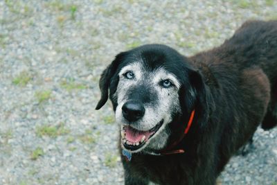 Close-up portrait of dog