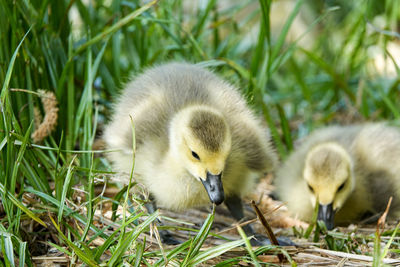 Close-up of ducklings on grass