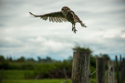 Bird flying over wooden post