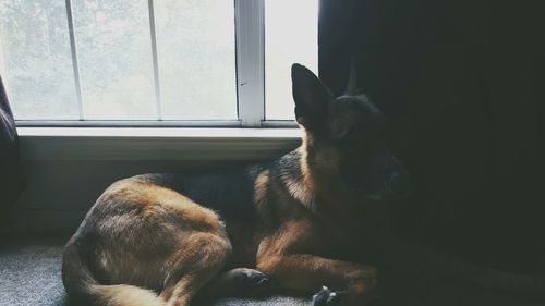 Close-up of dog looking through window