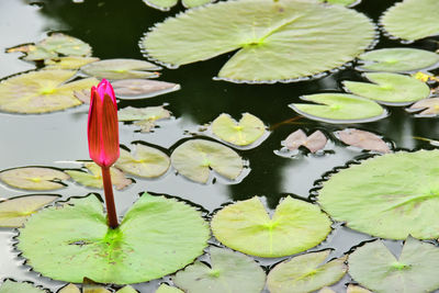 Close-up of lotus water lily in lake