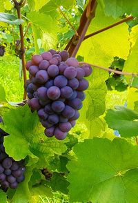 Close-up of grapes growing in vineyard