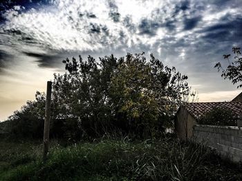 Low angle view of plants against sky