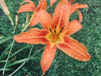 Close-up of wet orange flower