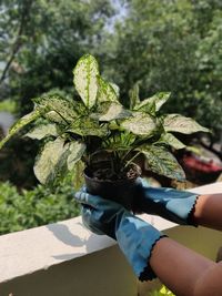 Person holding plant