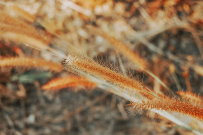 Close-up of orange flower on field