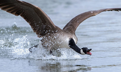 View of birds flying over lake