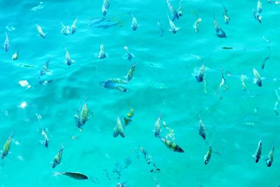 Full frame shot of fishes swimming in sea