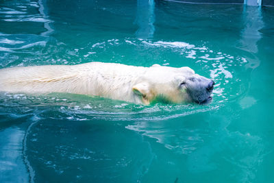 High angle view of lion swimming in sea