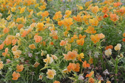 Close-up of fresh yellow flowers blooming in field