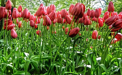 Close-up of red tulips blooming in field