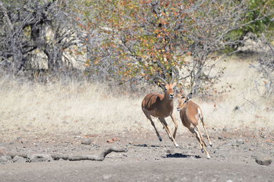 Side view of two horses on land