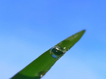 Close-up of wet leaf against blue sky