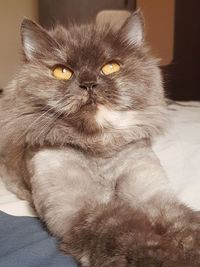 Portrait of cat relaxing on bed at home