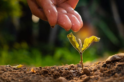 Close-up of hand holding plant
