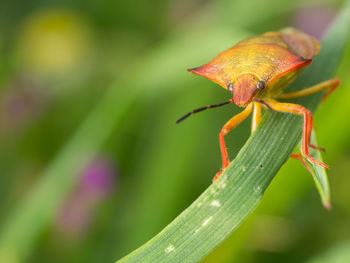 Close-up of insect on leaf