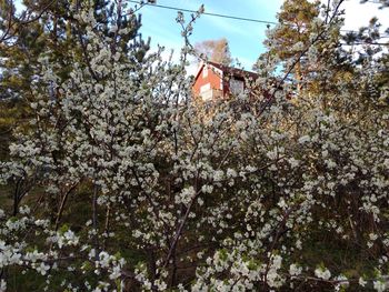 Low angle view of flowers on tree