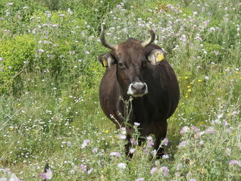 Cow standing amidst plants on field