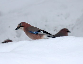 Close-up of bird perching on snow