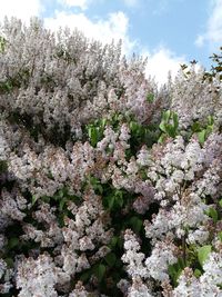 Low angle view of cherry blossom against sky