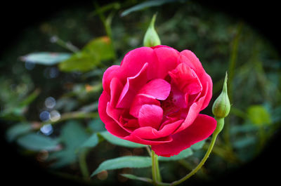 Close-up of pink flower blooming outdoors