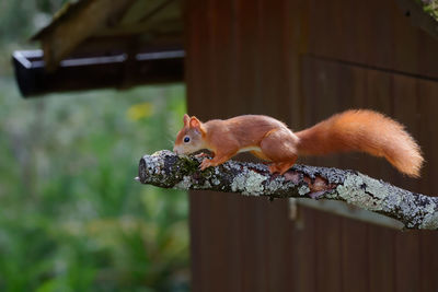 Close-up of squirrel on railing