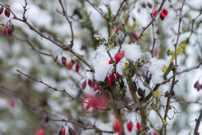 Close-up of snow covered tree