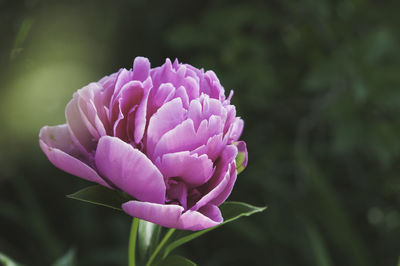 Close-up of pink flower blooming outdoors