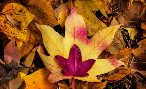 Full frame shot of maple leaves