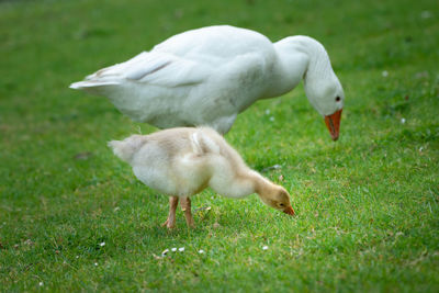 Duck on field